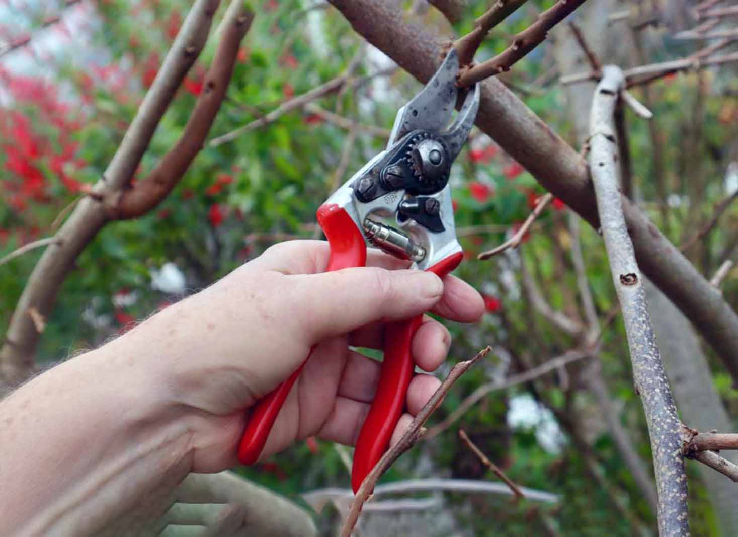 When is it too late to prune fruit trees