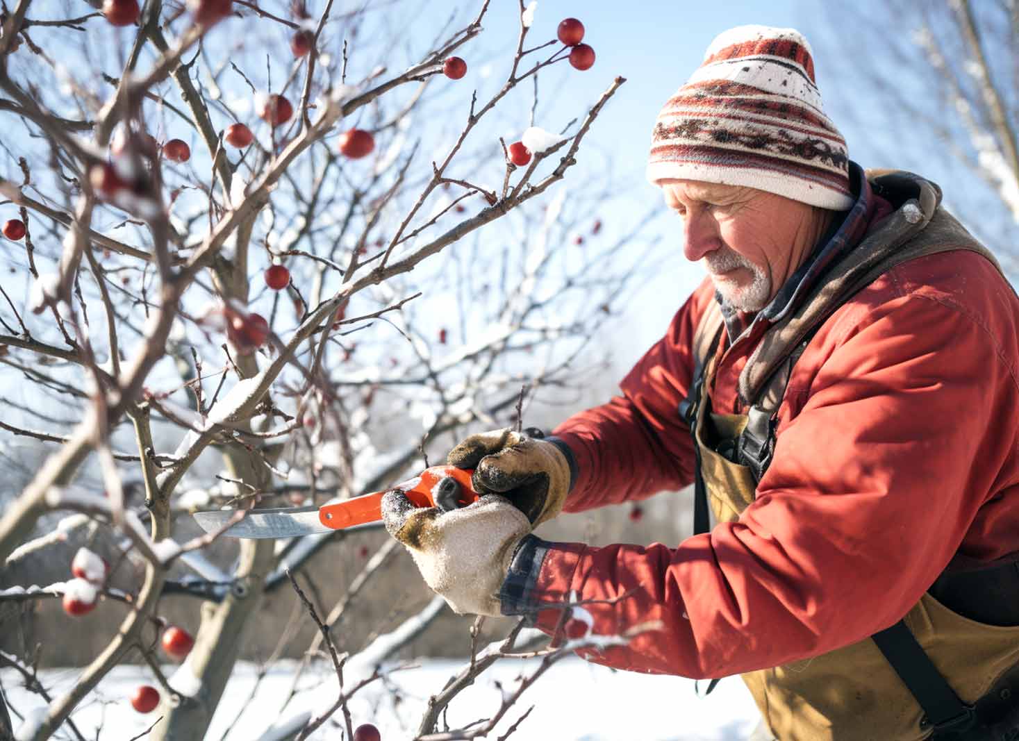 When to prune fruit trees by hardiness zone