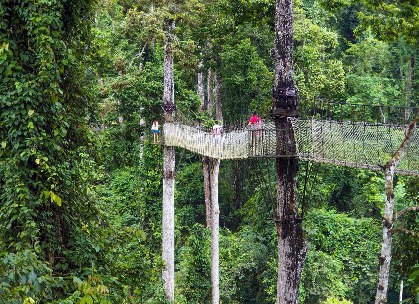 Xishuangbanna Tropical Rainforest