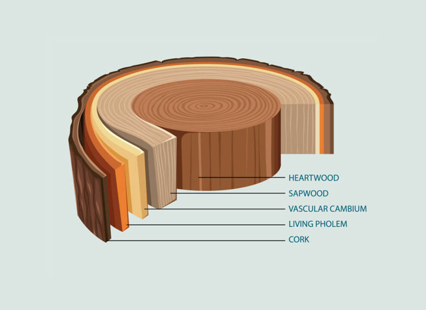 inner bark and cambium layer