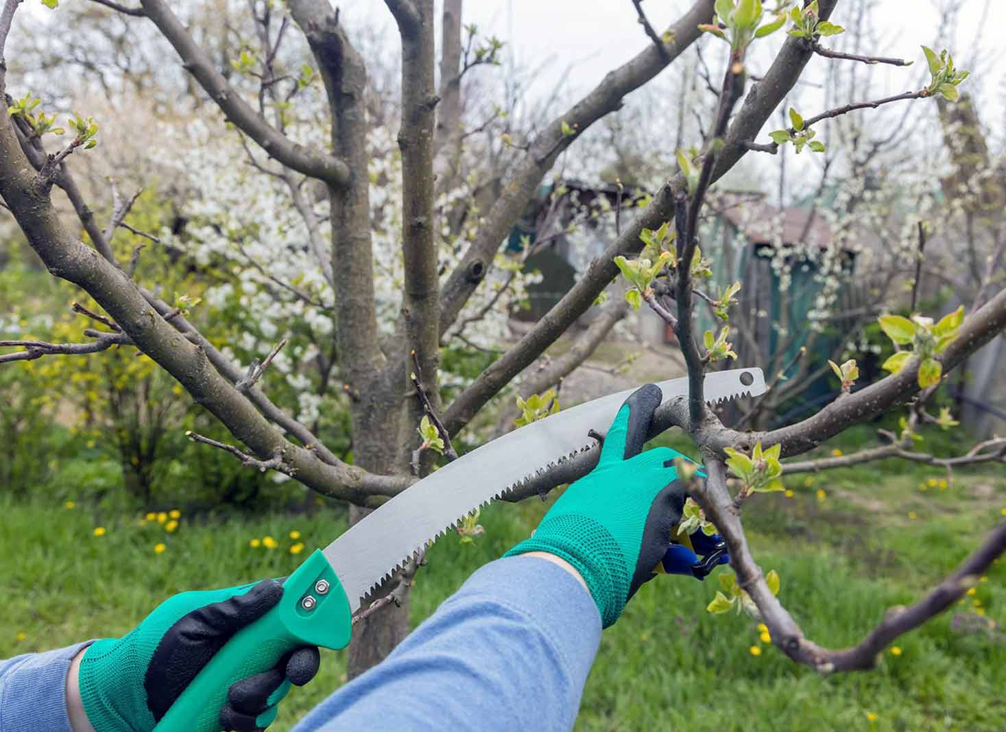 preparing trees for storms