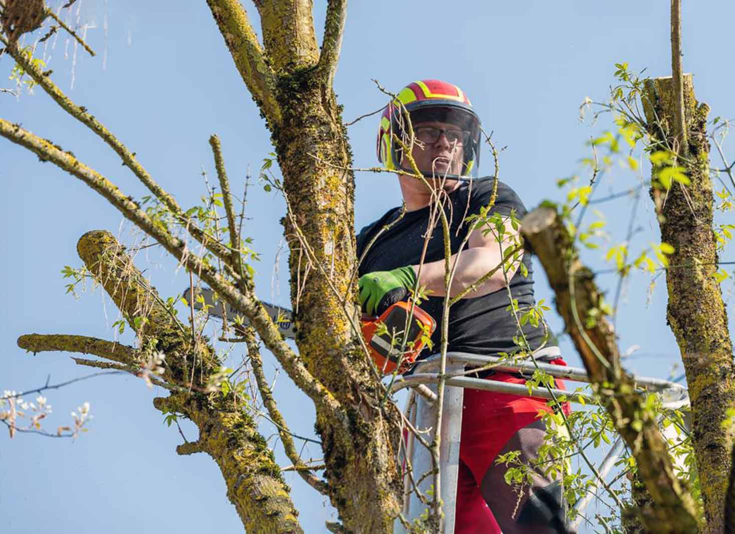 tree removal tips for veterans