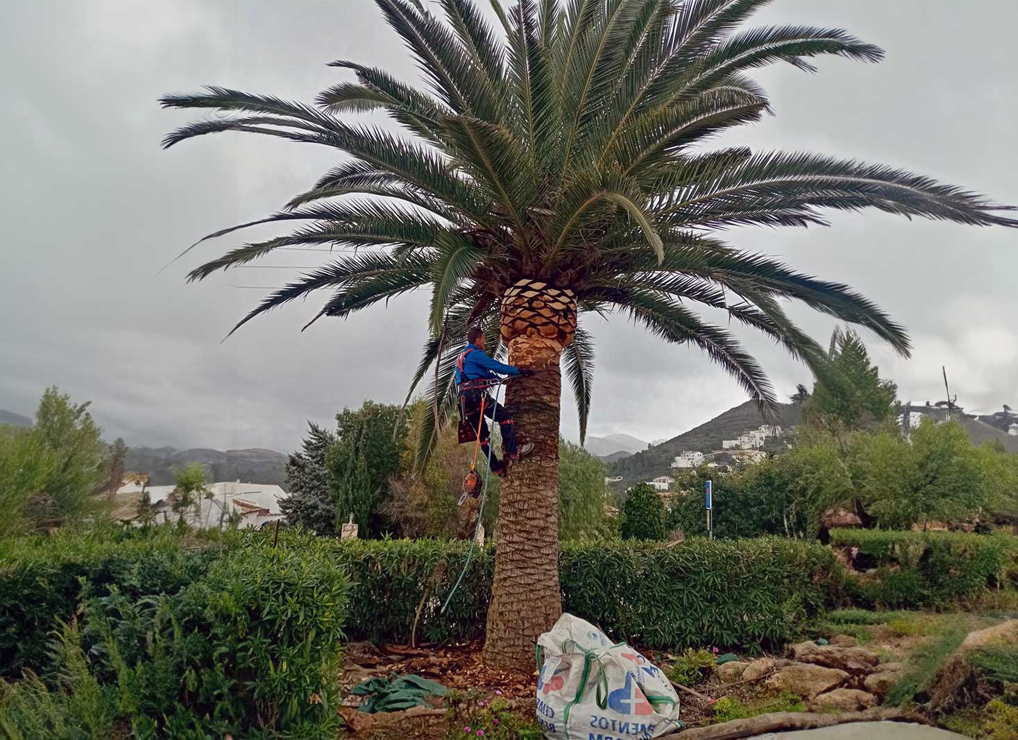 A palm tree being trimmed in San Diego with a DIY approach