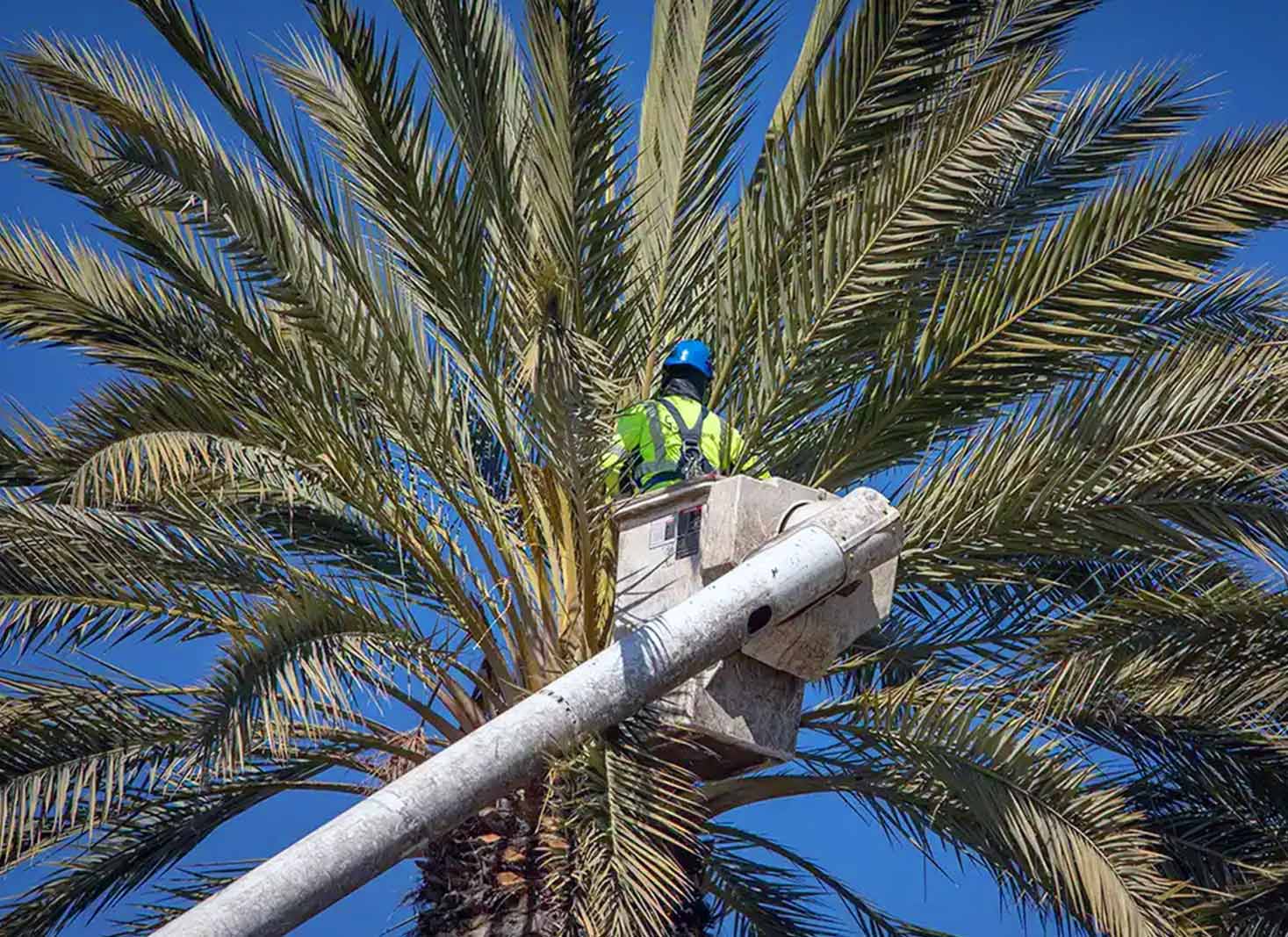 A palm tree being trimmed in San Diego
