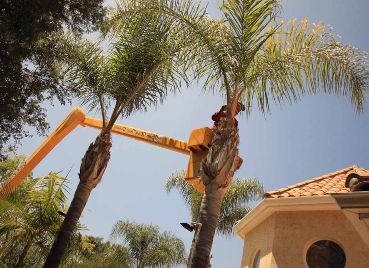 A person reading palm tree trimming regulations in Nevada