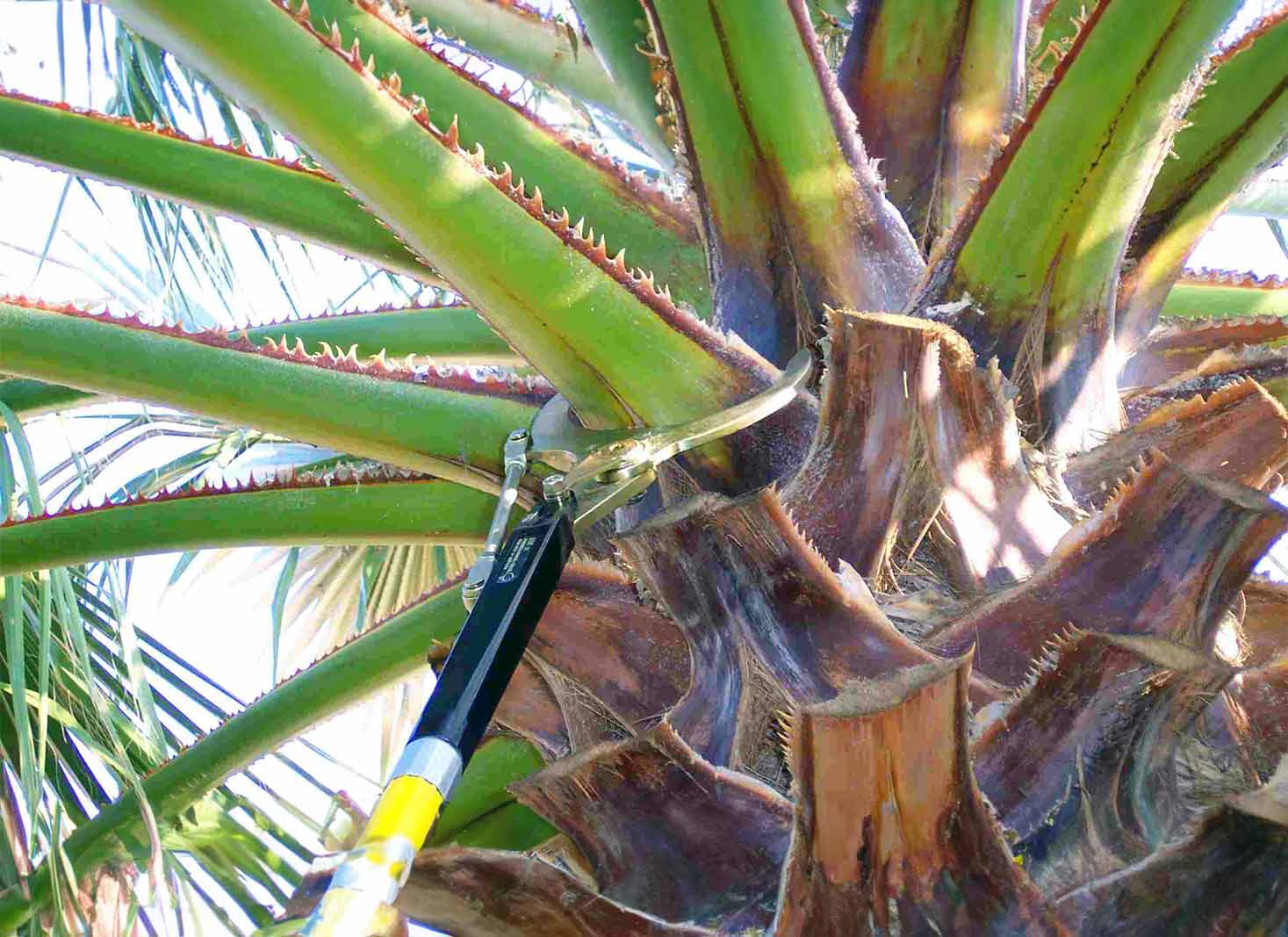 A person using palm tree trimming tools