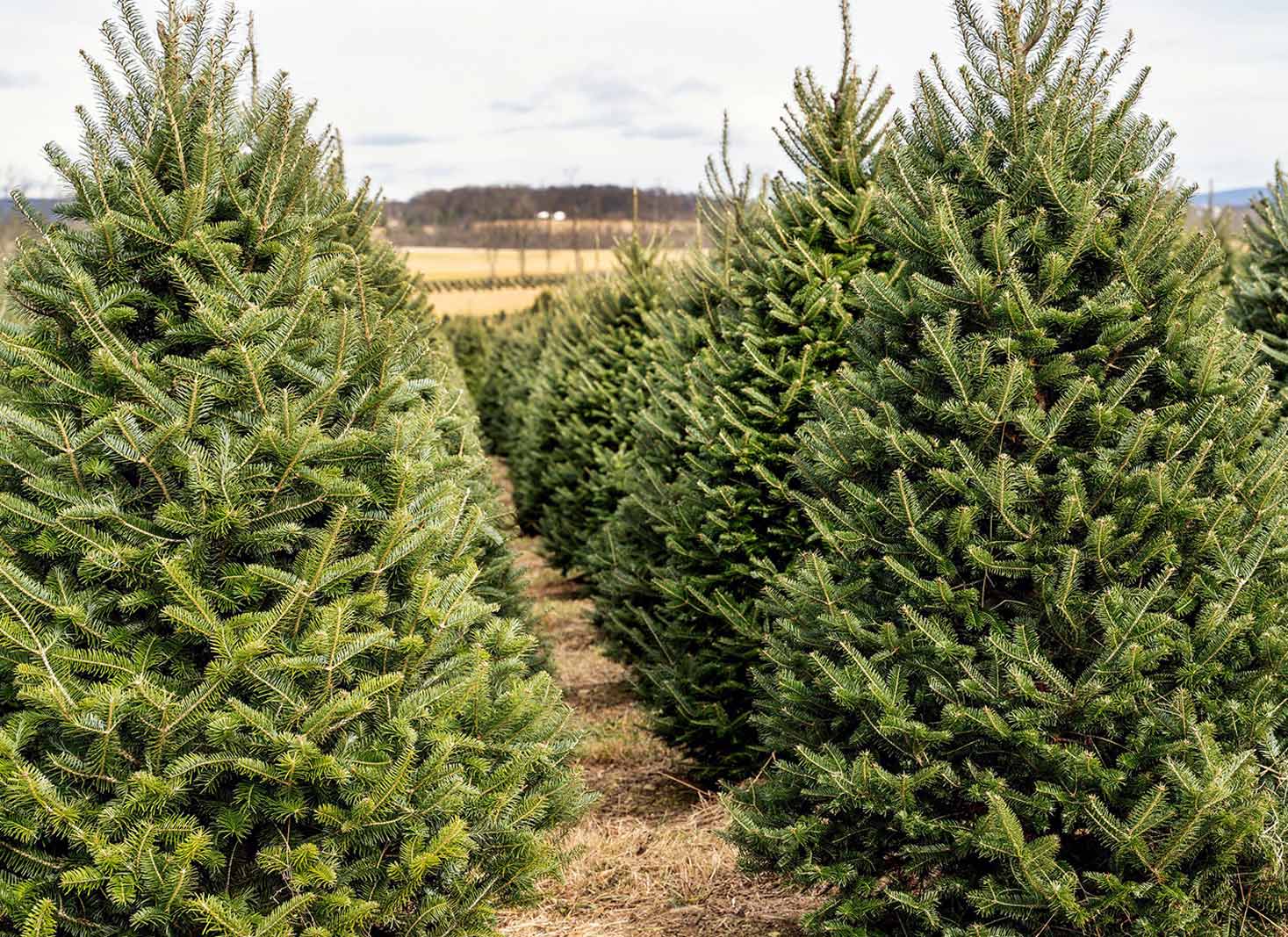 A picture of a Christmas tree pin