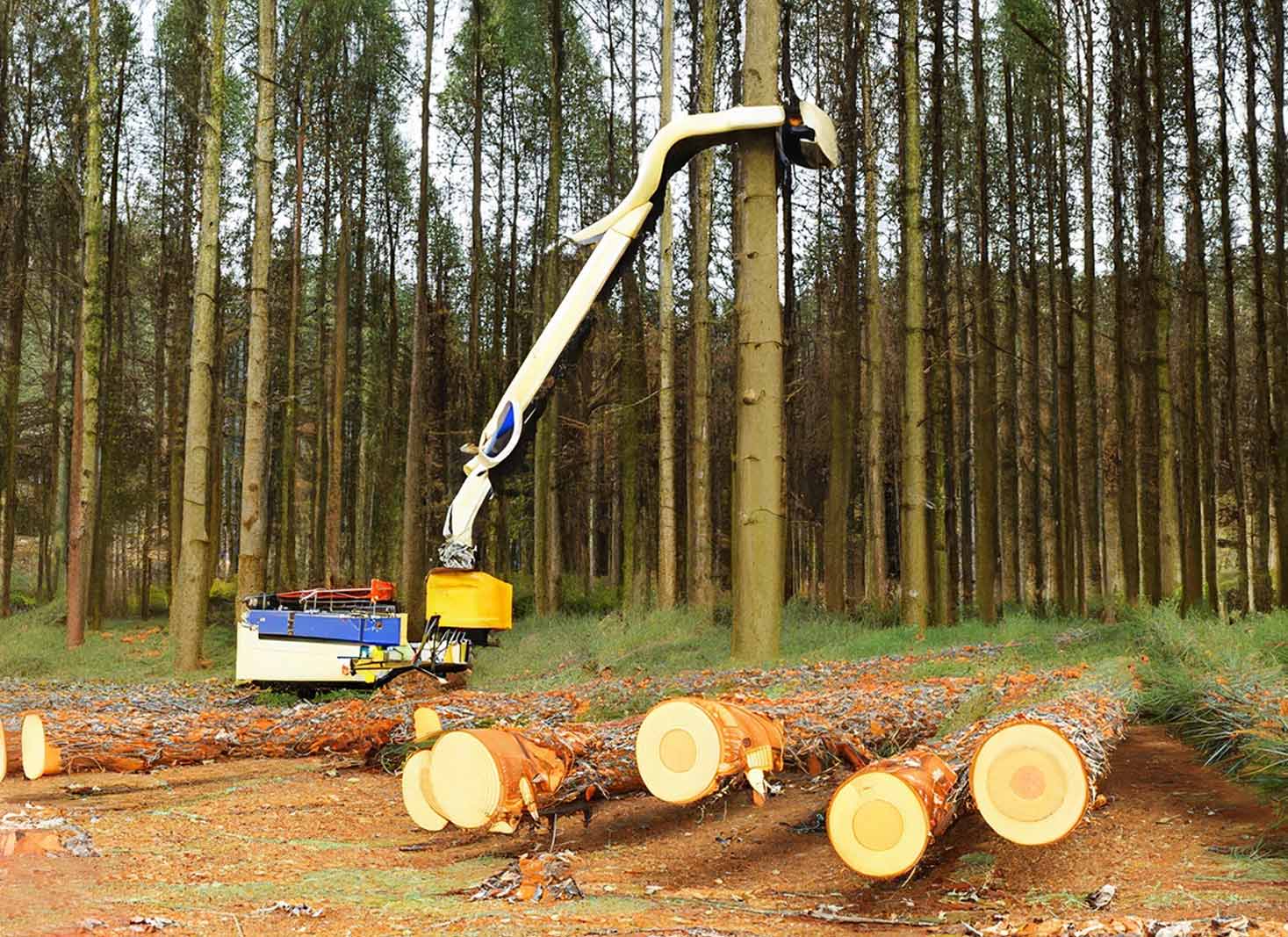 A picture of a pine tree being used for timber and pulp industry