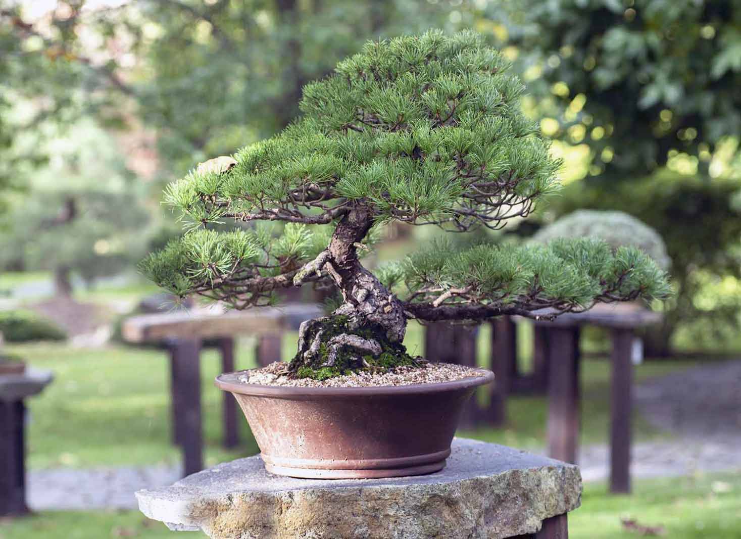 A picture of a pine tree suitable for bonsai