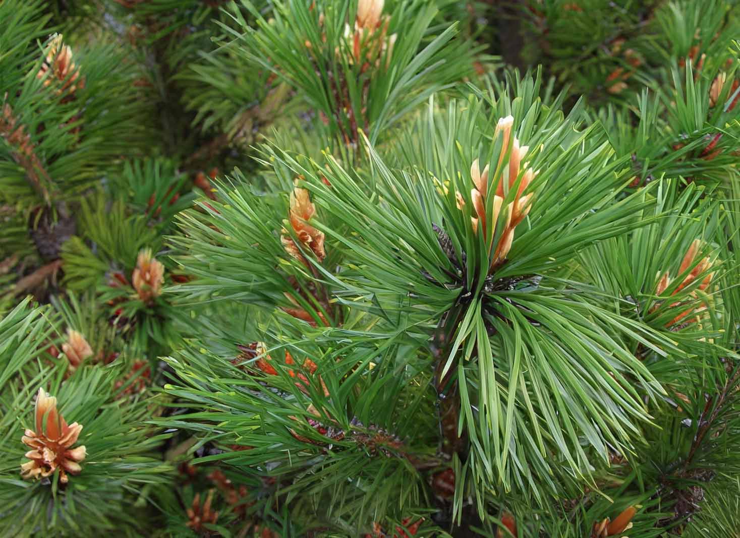 A picture of a pine tree with attractive needles