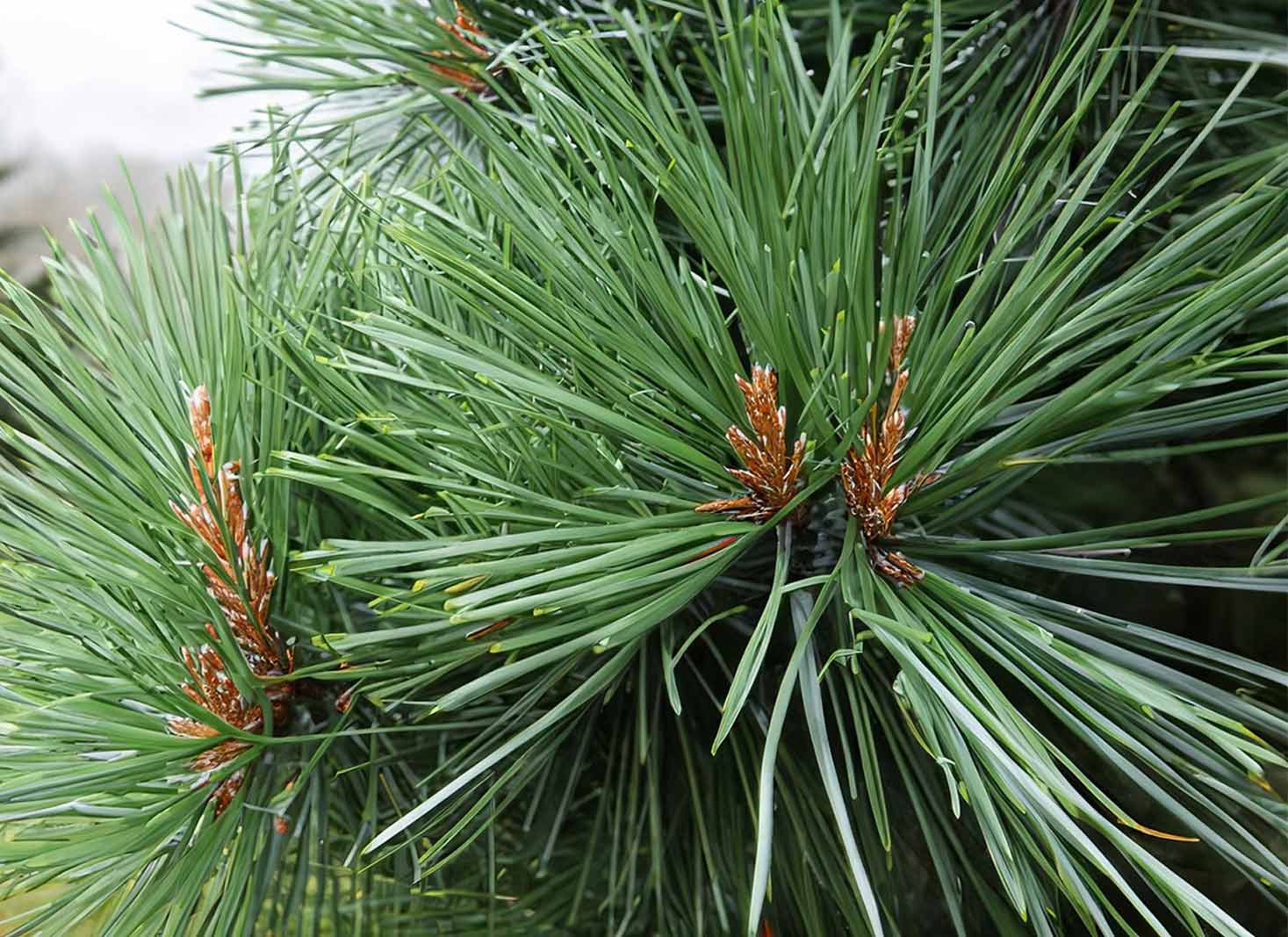 A picture of a pine tree with soft needles