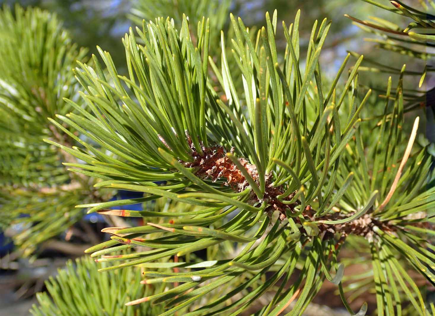A picture of a pine tree with tips for identification