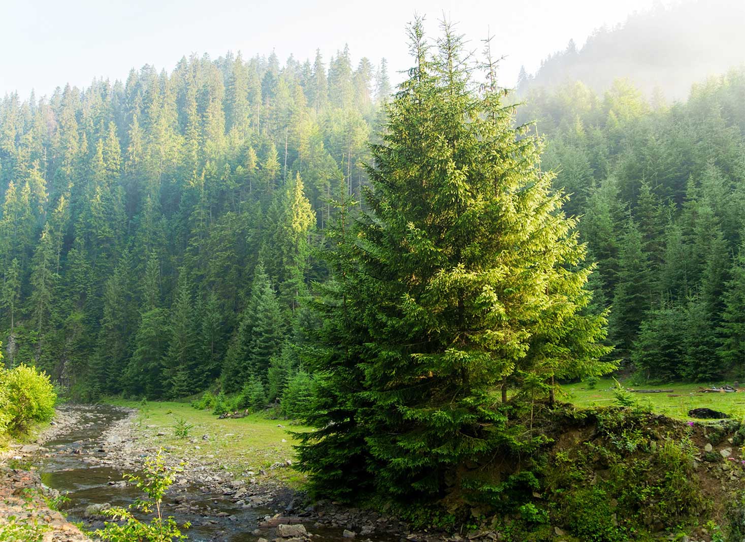 A picture of a pine tree with wildlife