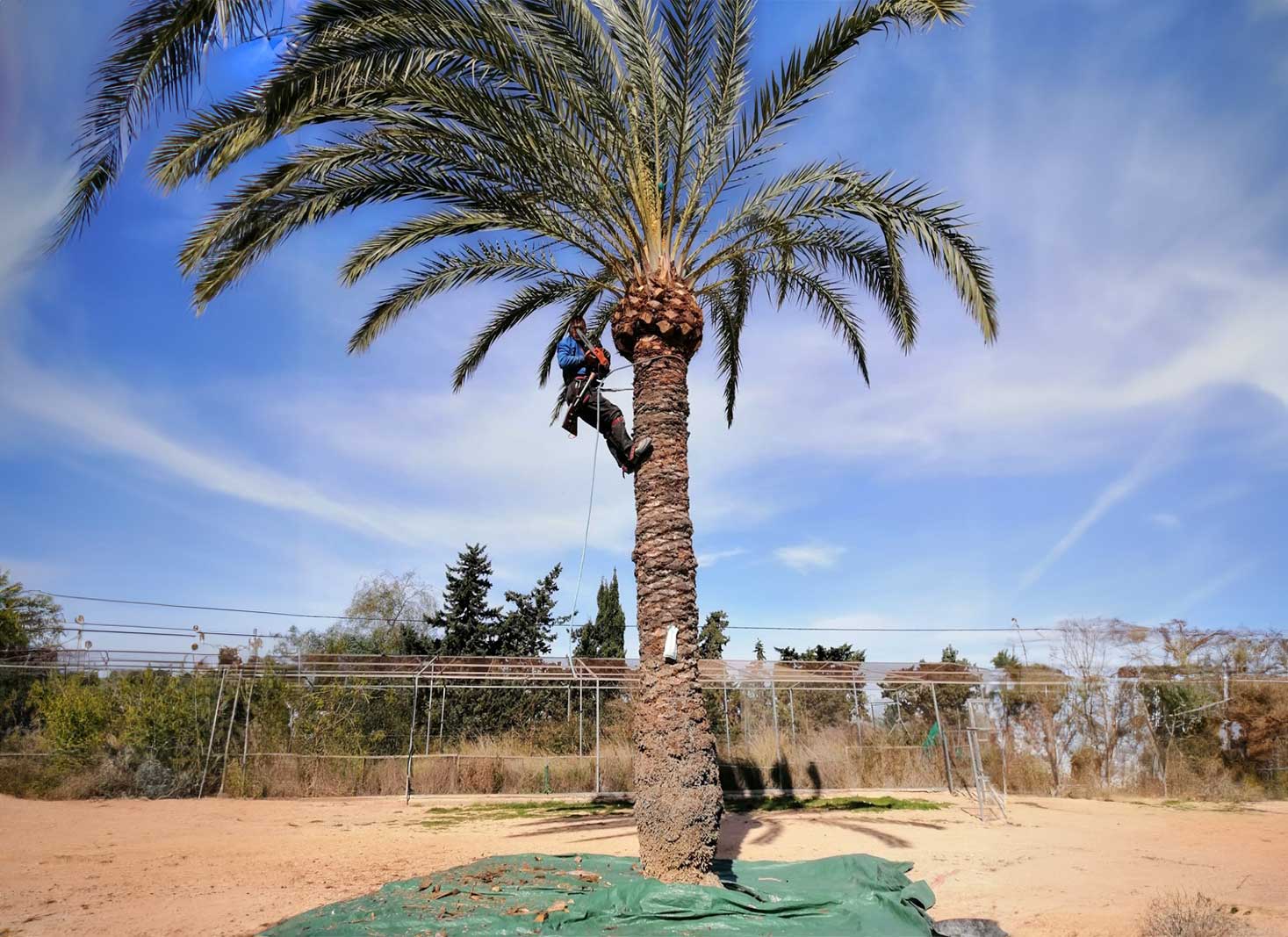 A professional tree trimmer in San Diego trimming a palm tree