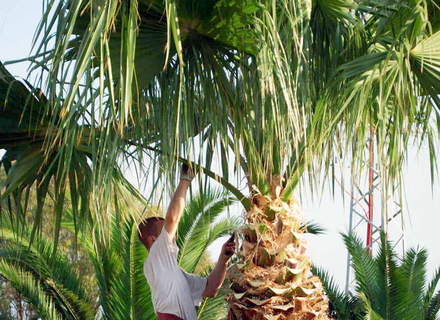 Best practices for palm tree trimming