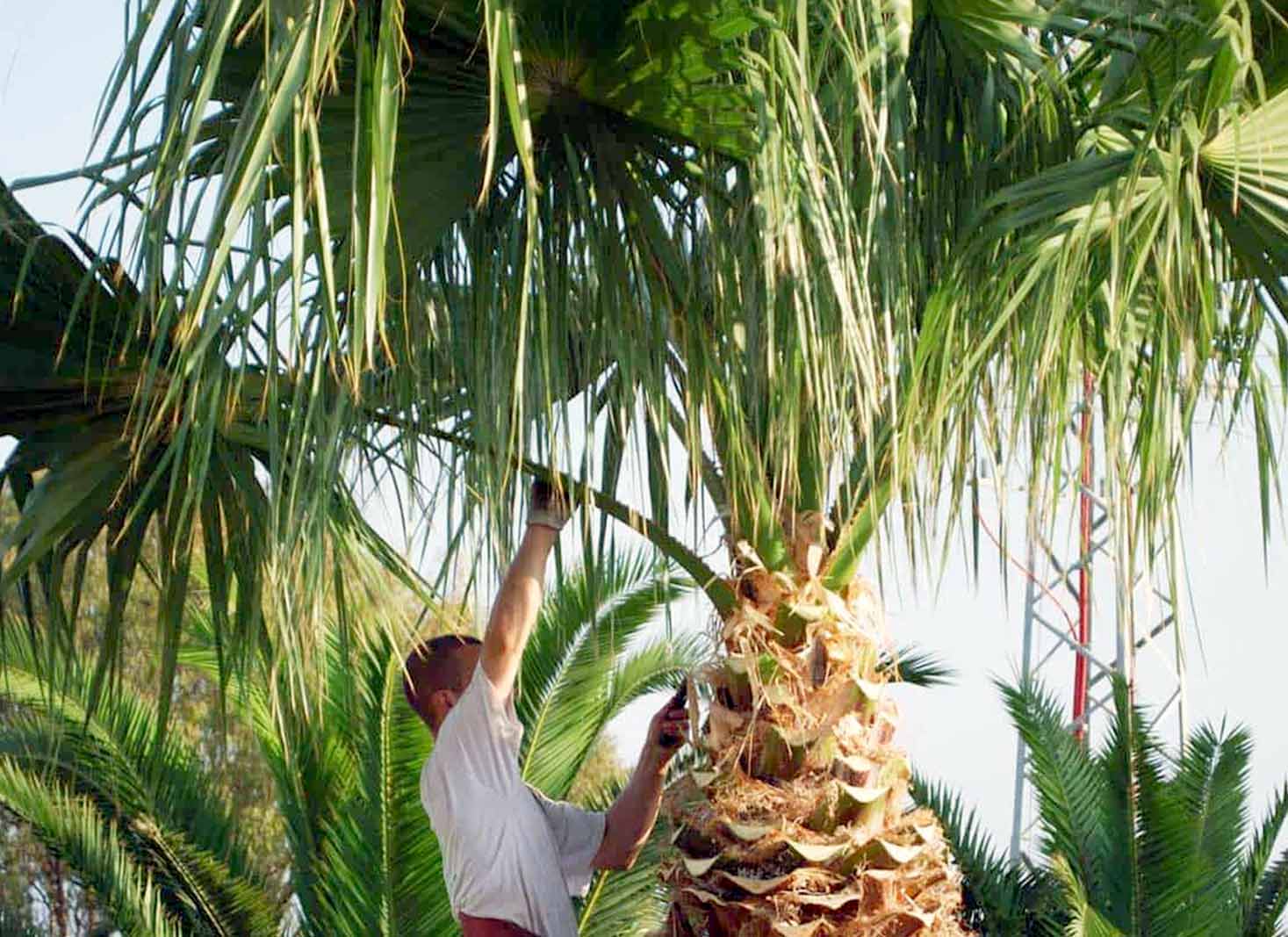 Best practices for palm tree trimming