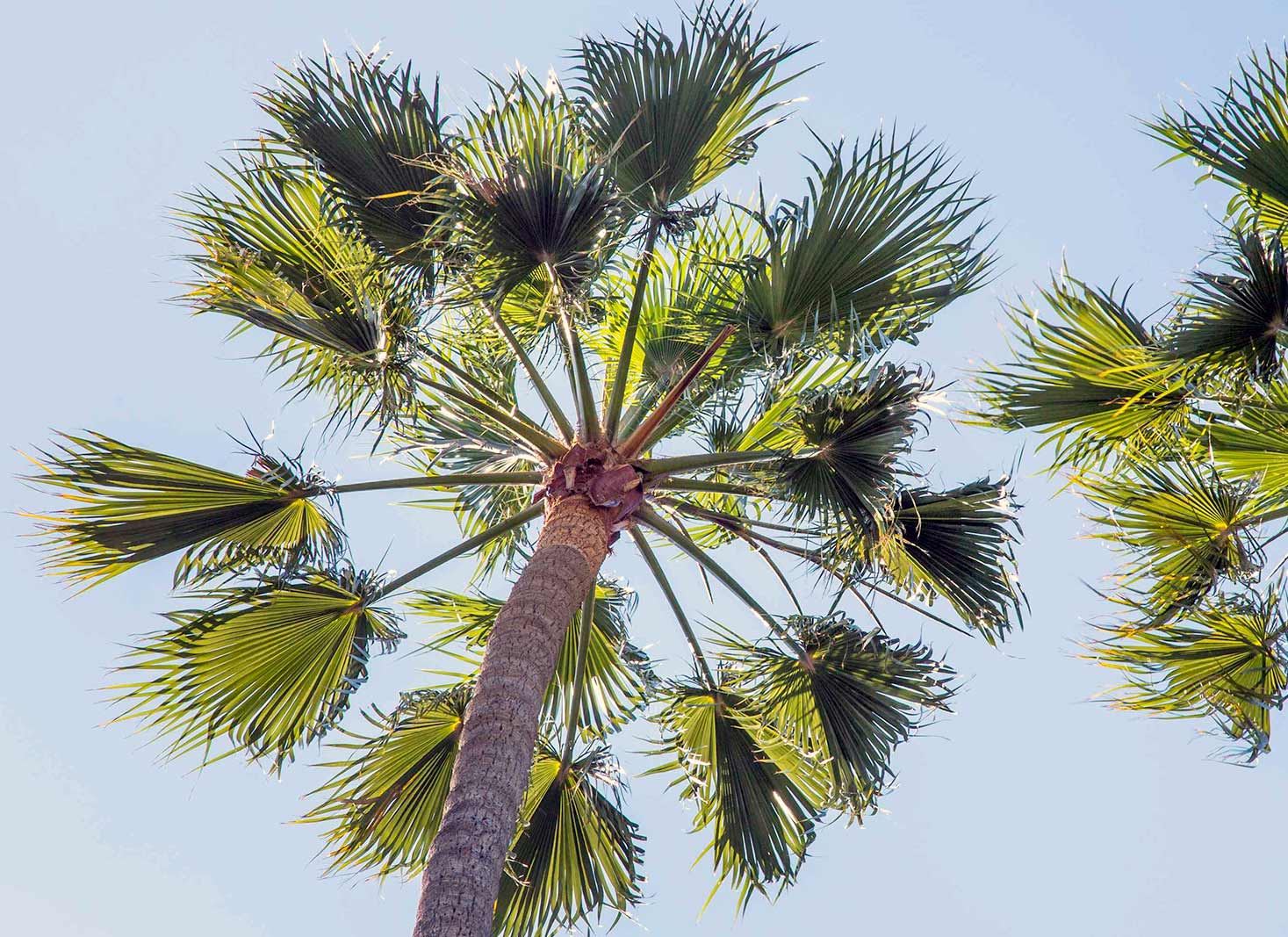 Best time to trim palm trees