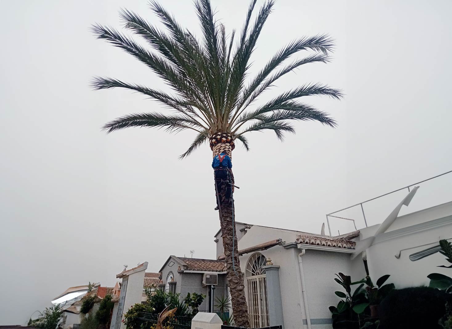 DIY vs. Professional Palm Tree Trimming