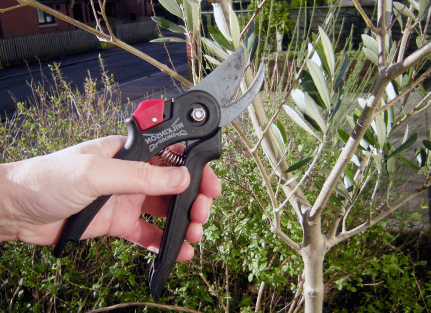 Essential pruning tools and preparation