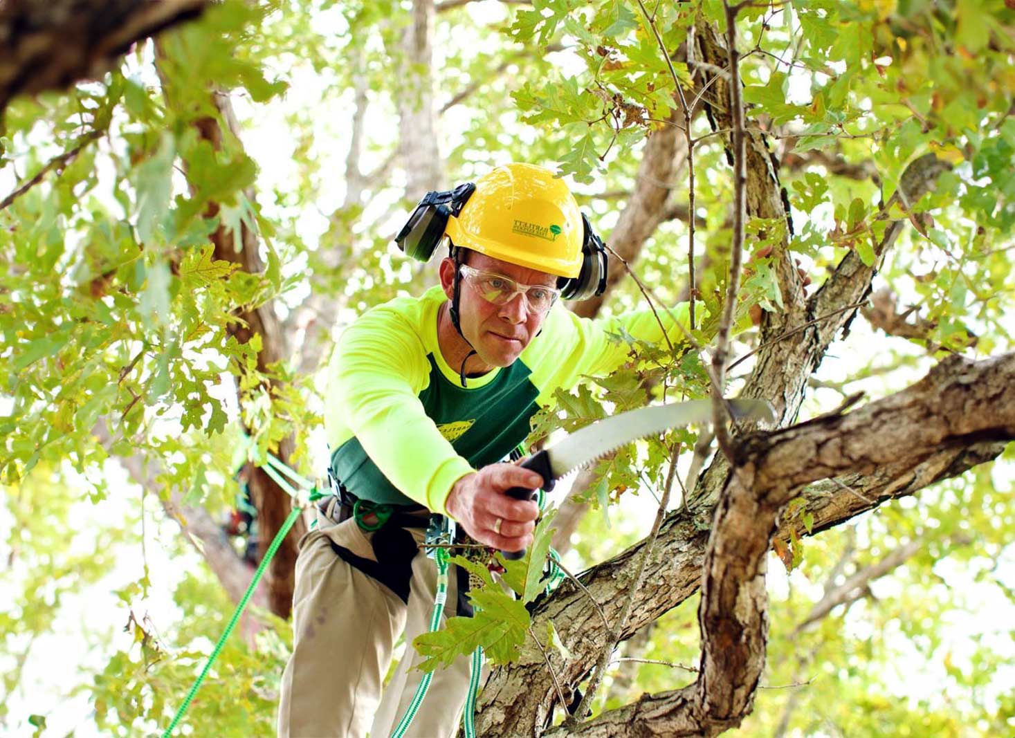 Factors Influencing Tree Removal Cost in Connecticut