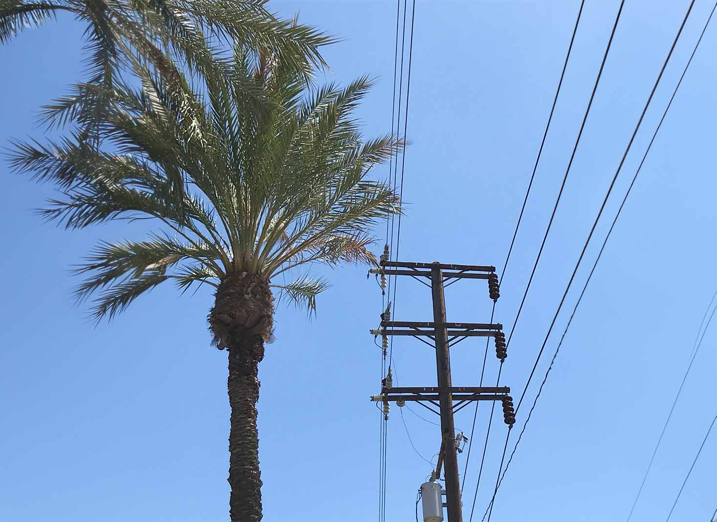 Factors affecting palm tree trimming cost in Dallas