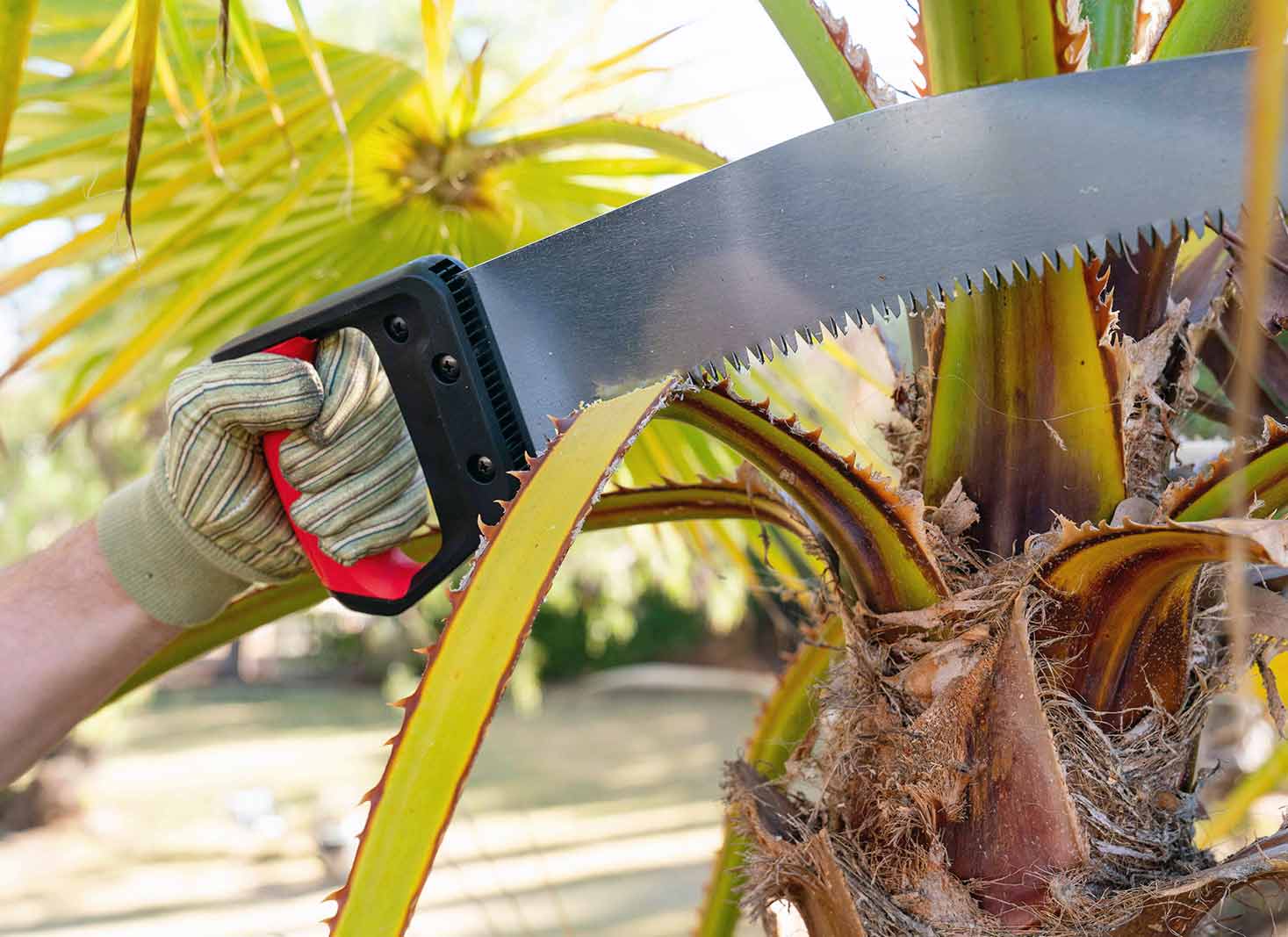 Factors affecting palm tree trimming costs in Georgia