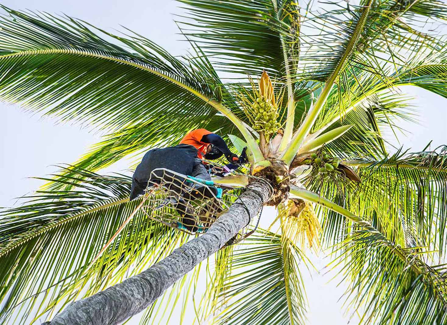 Finding a reputable palm tree trimming service in Hawaii