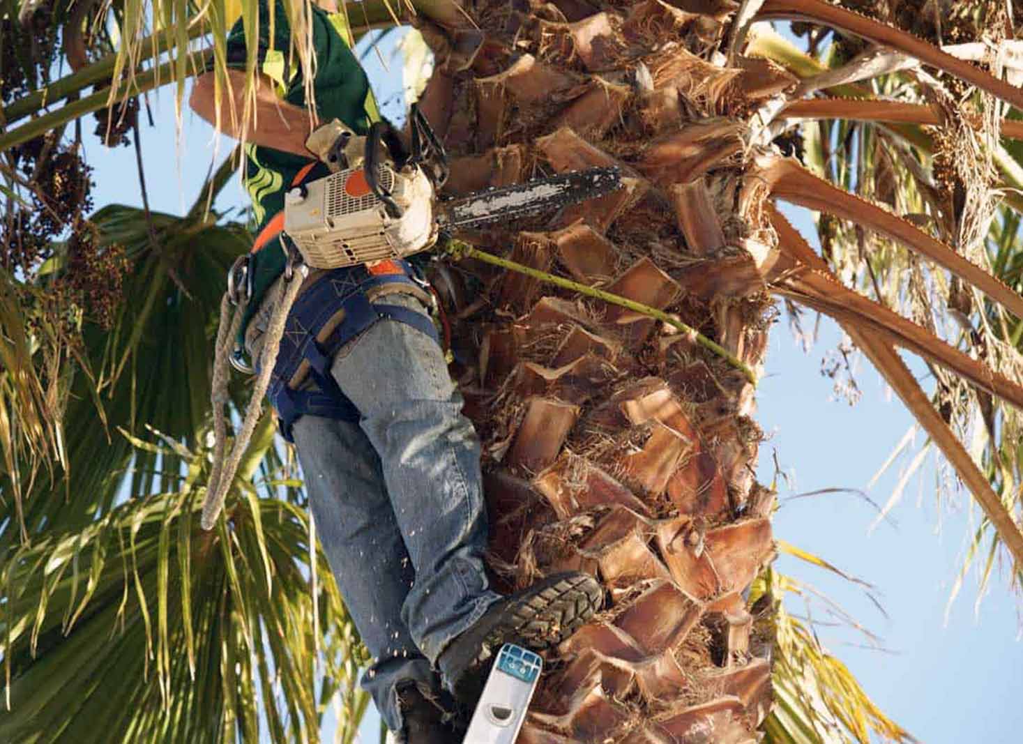 Hiring a professional palm tree trimming service in Georgia