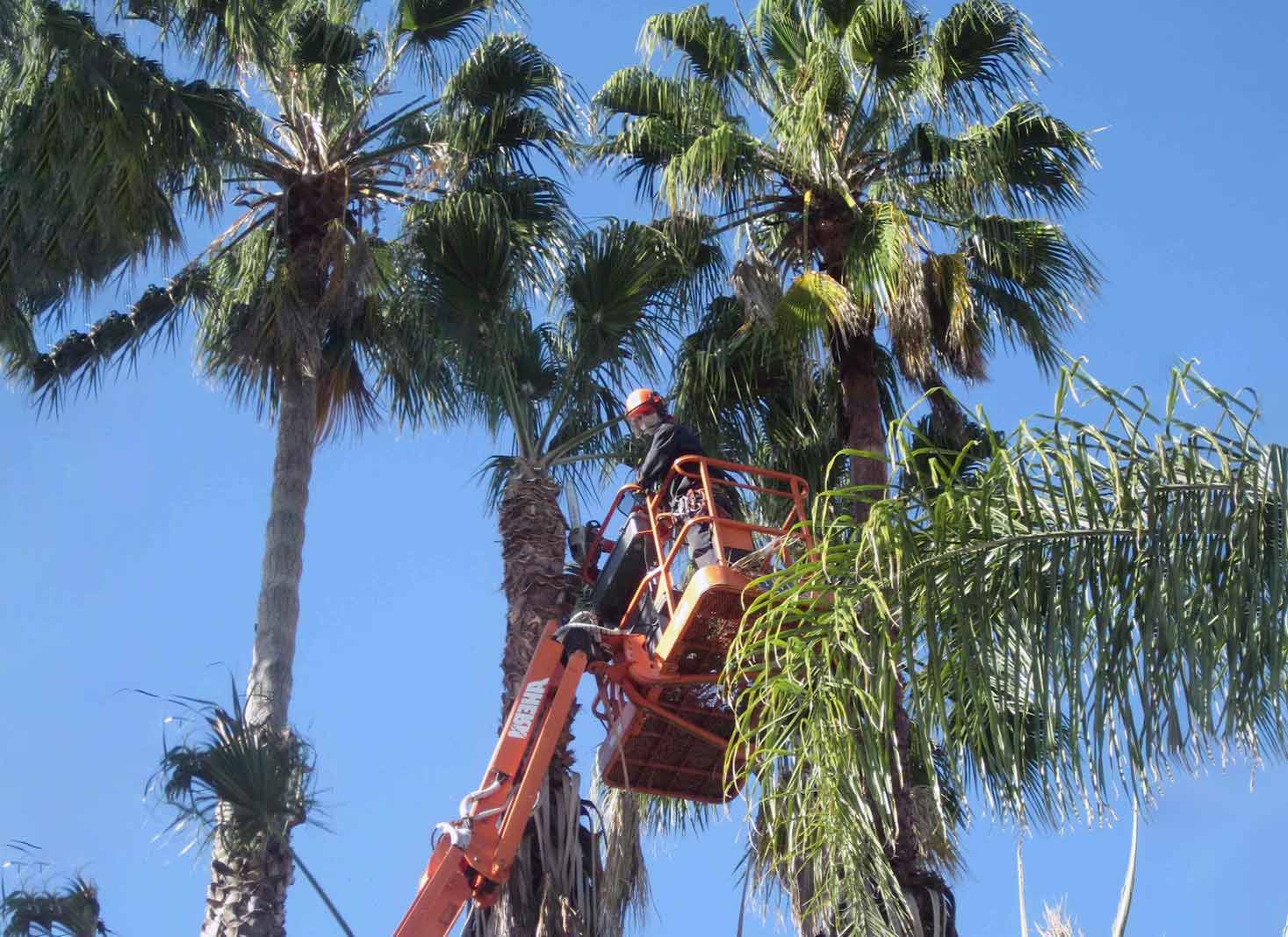 Hiring a professional palm tree trimming service in Las Vegas