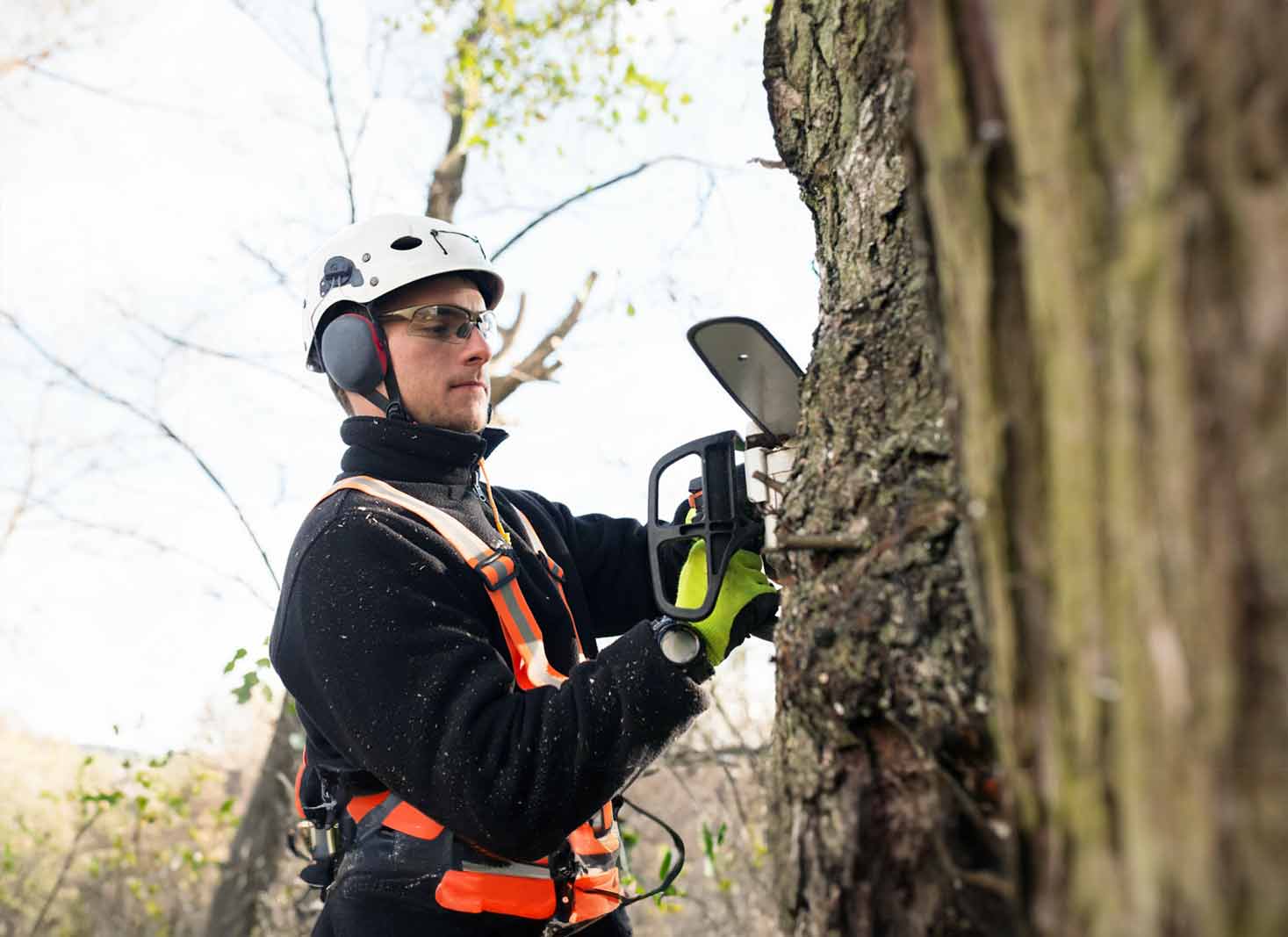 Houston tree trimming services