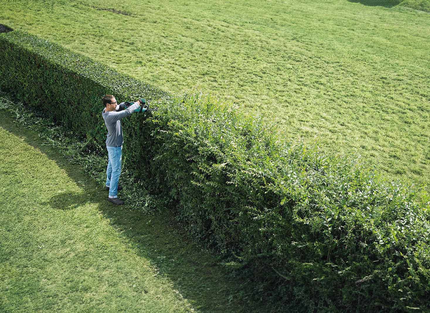 How far back can you trim hedges