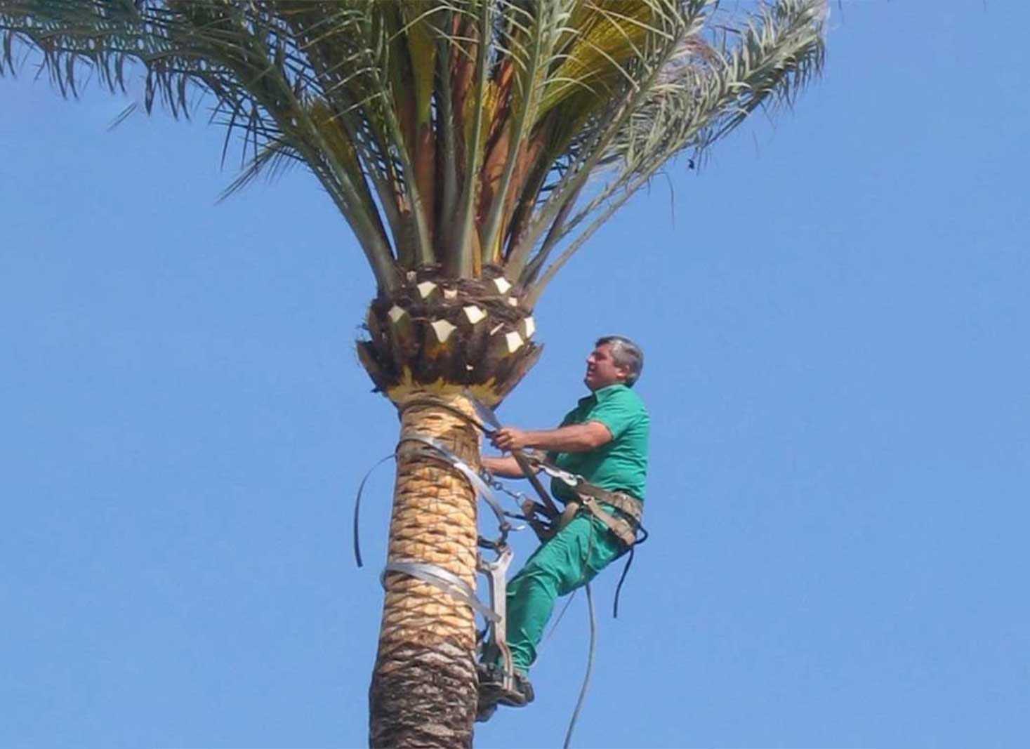 How often to trim palm trees in Georgia