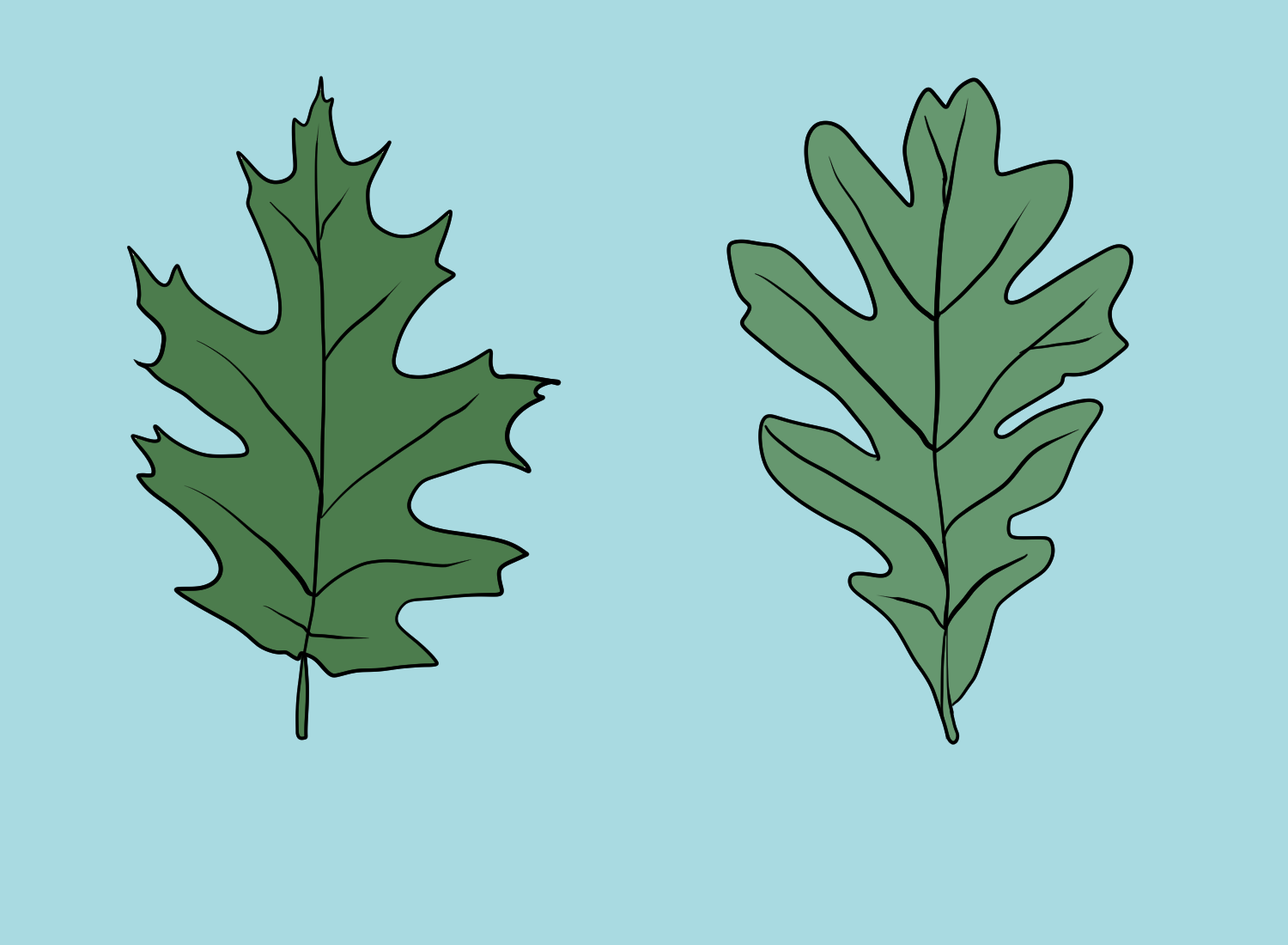 Leaf shape and structure