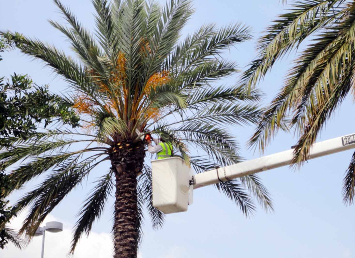 Maintenance tips for healthy palm trees in Houston