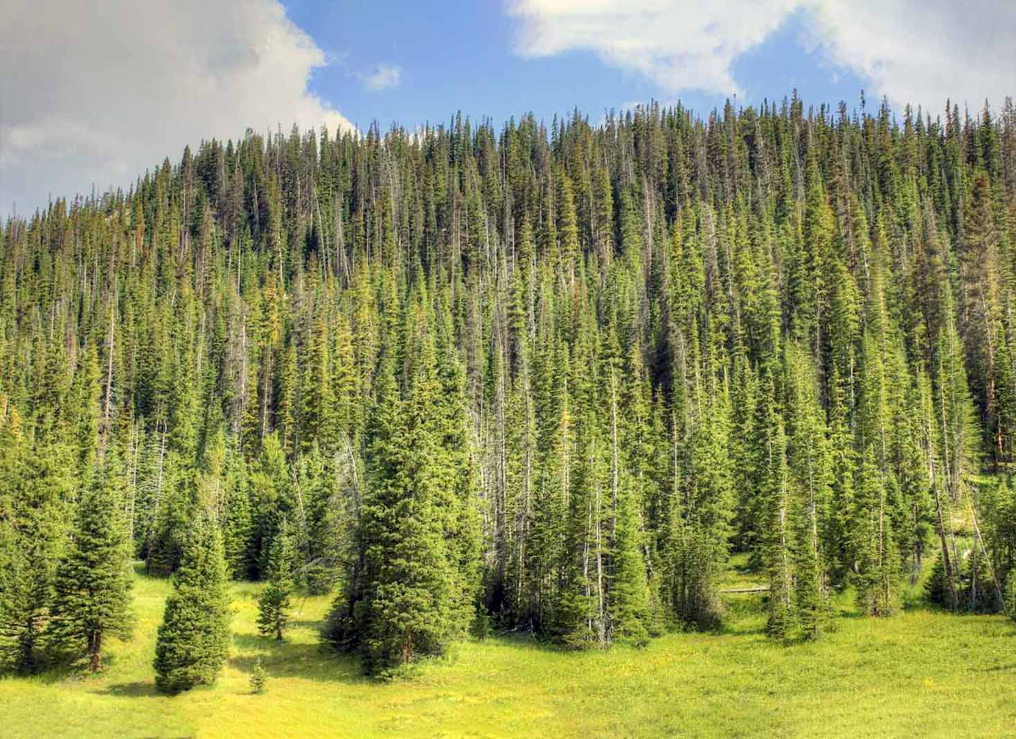 Native Pine Trees Across Regions