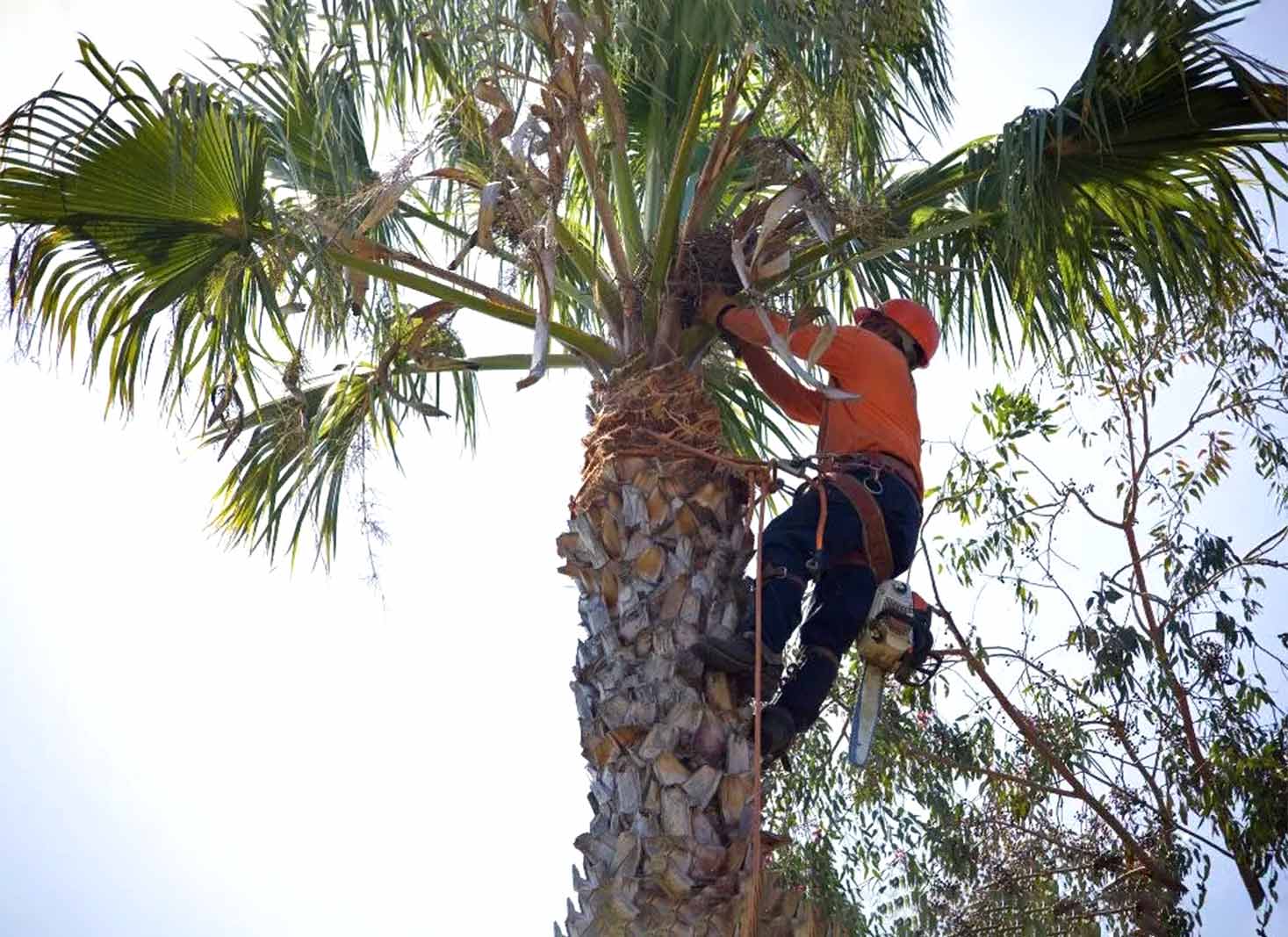 Number of trees to be trimmed