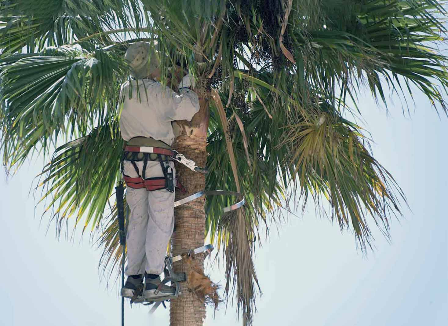 Palm Tree Trimming Cost Las Vegas