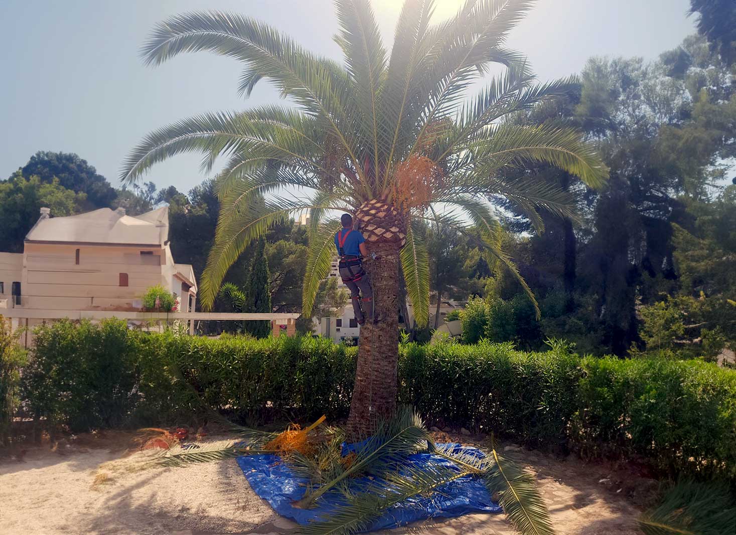 Palm Tree Trimming Cost Phoenix