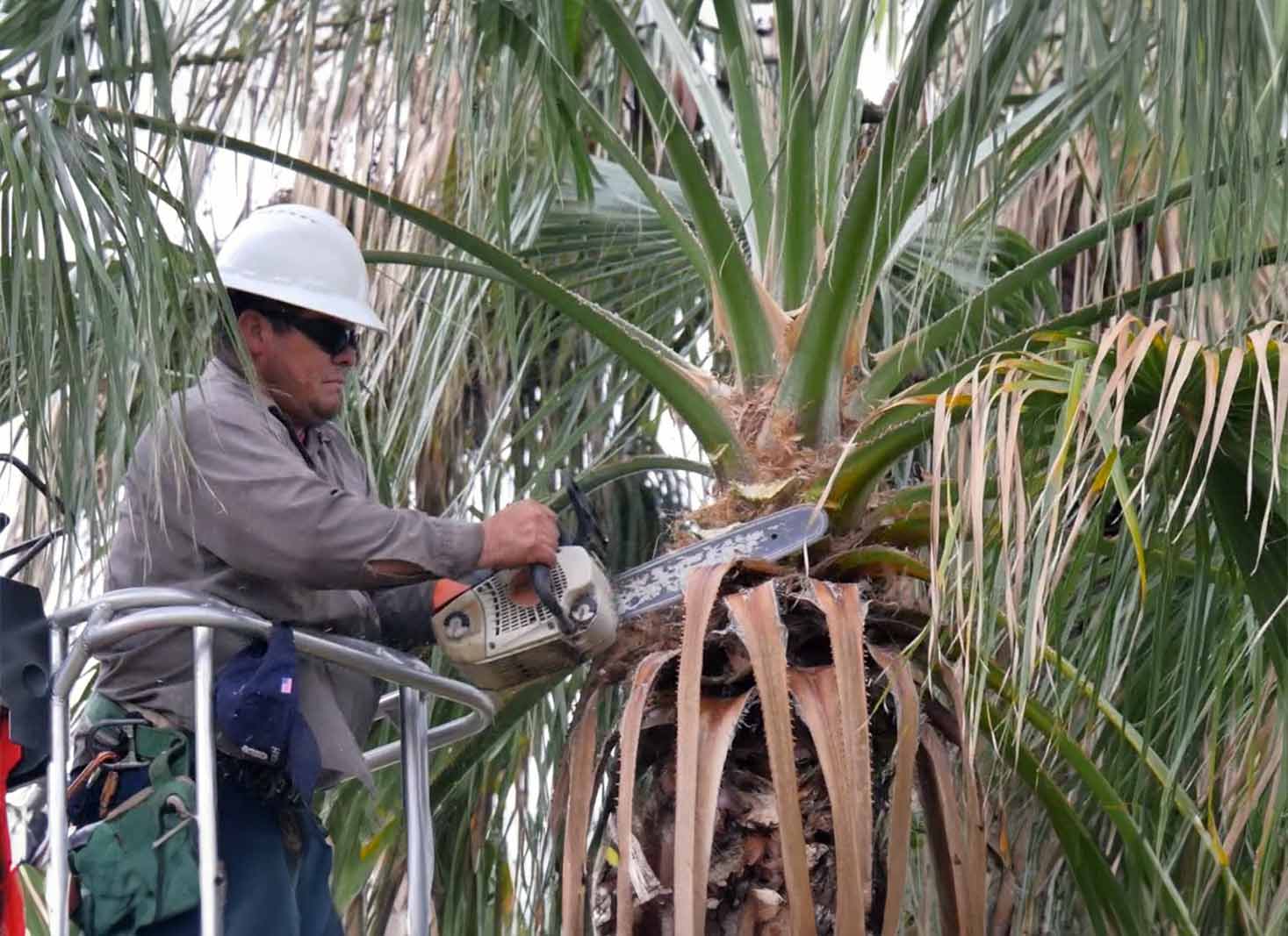 Palm Tree Trimming Houston