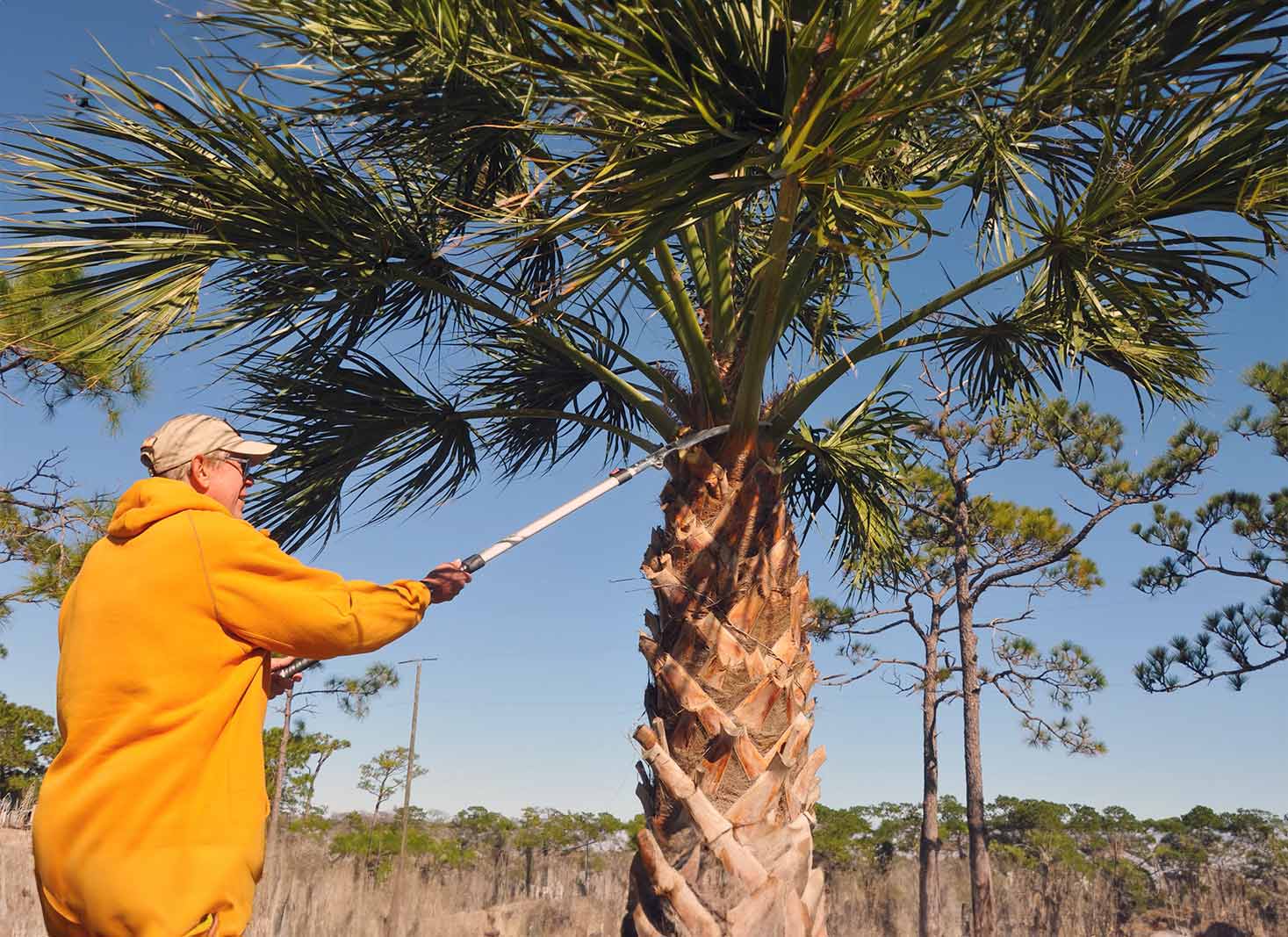 Palm Tree Trimming