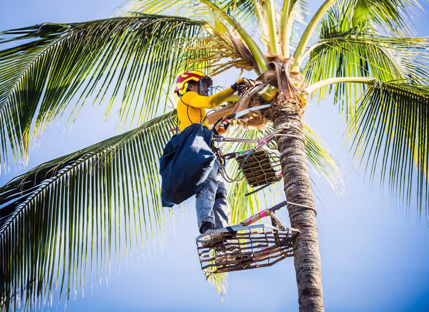 Palm tree trimming cost in Hawaii