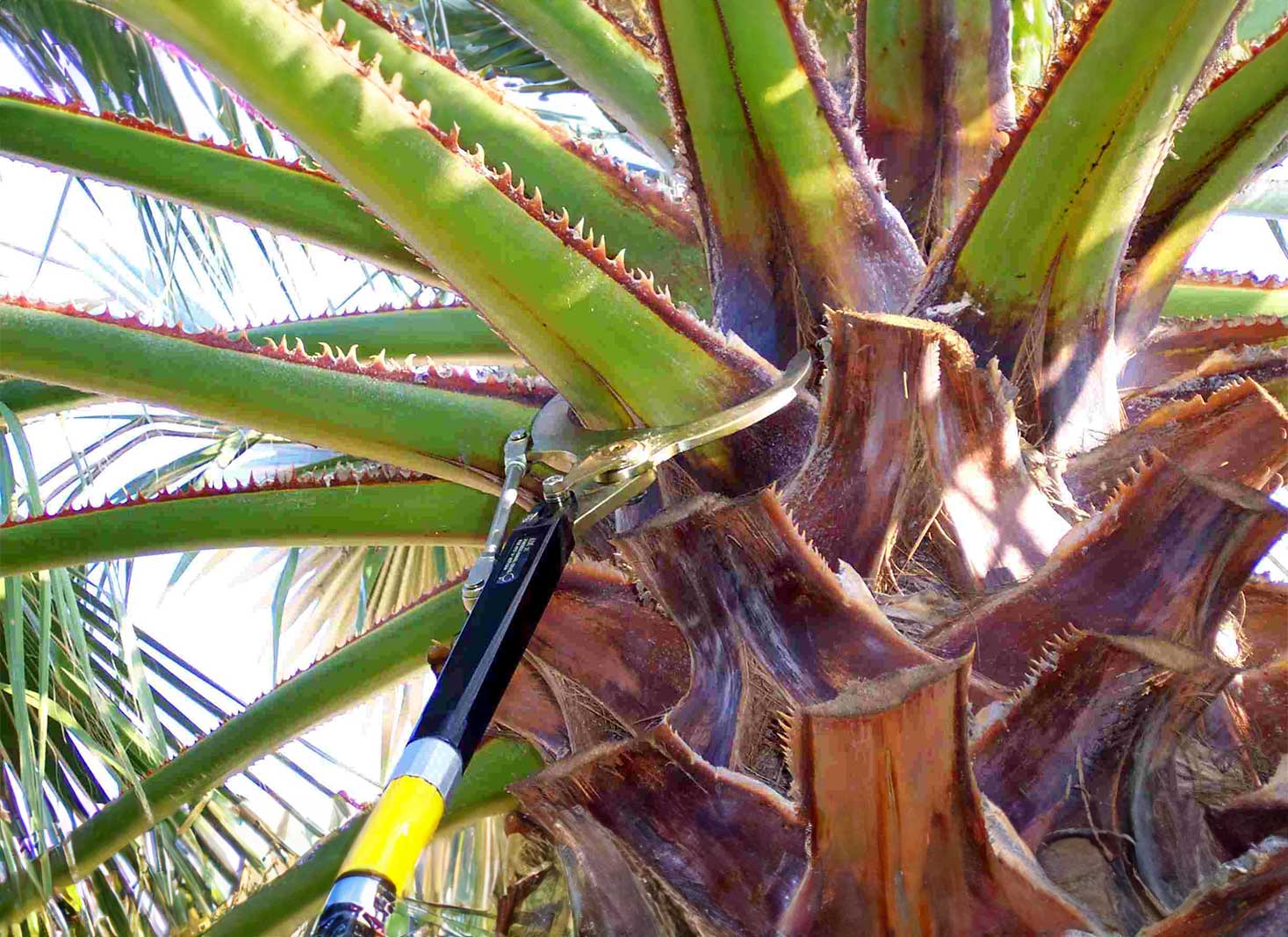 Palm tree trimming costs by size in Arizona