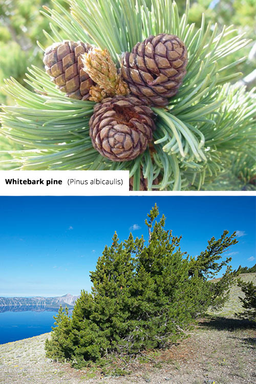 Pinus albicaulis Whitebark pine
