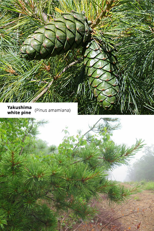 Pinus amamiana   Yakushima white pine