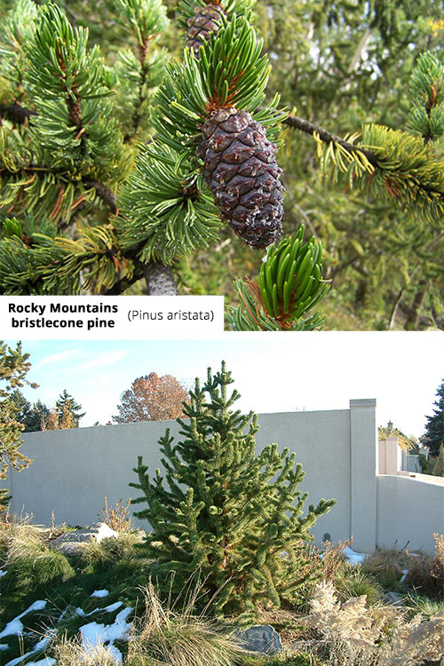 Pinus aristata   Rocky Mountains bristlecone pine