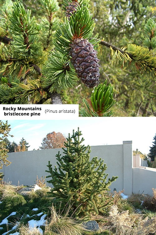 Pinus aristata Rocky Mountains bristlecone pine