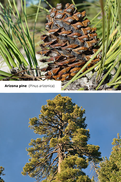 Pinus arizonica Arizona pine