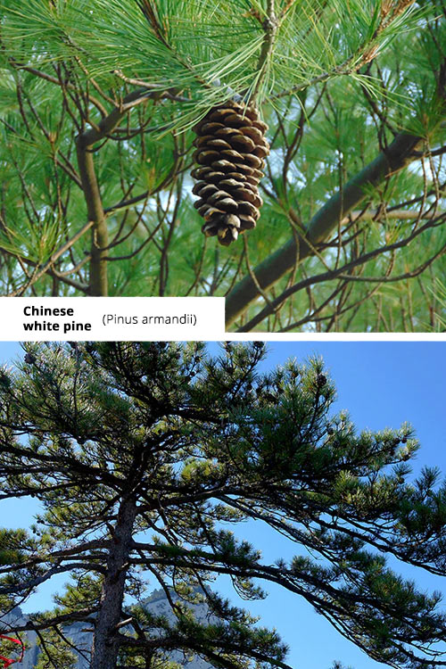 Pinus armandii   Chinese white pine