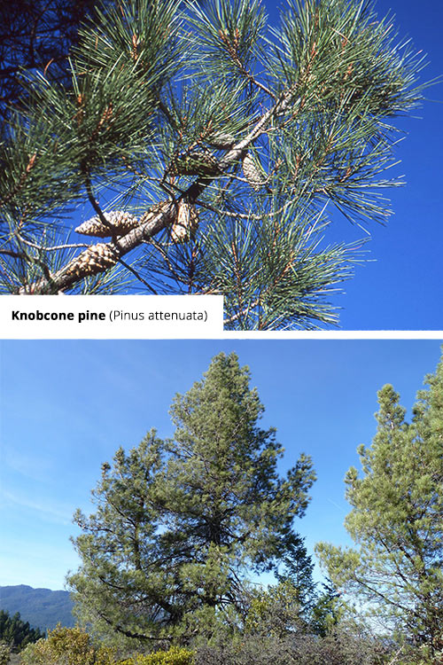 Pinus attenuata   Knobcone pine