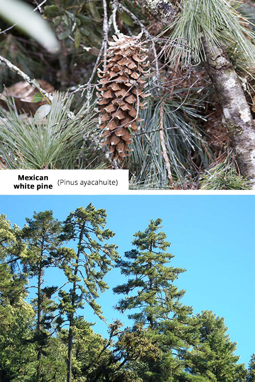 Pinus ayacahuite Mexican white pine